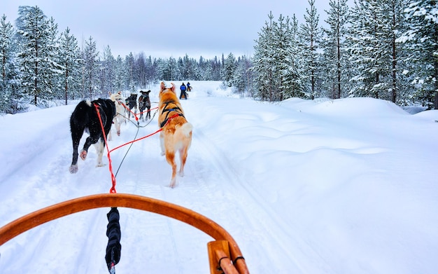 Husky familie hondenslee in de winter Rovaniemi van Finland van Lapland. Hondensleetocht in Noorwegen. Dierensleeën op Finse boerderij na Kerstmis. Plezier op de slee. Safari op slee en landschap van Alaska.