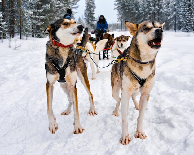 Husky familie hondenslee in de winter rovaniemi van finland van lapland. hondensleetocht in noorwegen. dierensleeën op finse boerderij na kerstmis. plezier op de slee. safari op slee en landschap van alaska.