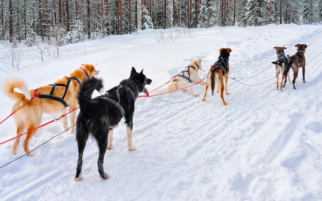 Husky familie hondenslee in de winter Rovaniemi van Finland van Lapland. Hondensleetocht in Noorwegen. Dierensleeën op Finse boerderij na Kerstmis. Plezier op de slee. Safari op slee en landschap van Alaska.