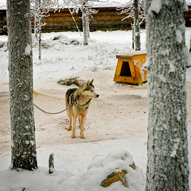 Husky family dog sled in winter Rovaniemi of Finland of Lapland. Dogsled ride in Norway. Animal Sledding on Finnish farm after Christmas. Fun on sleigh. Safari on sledge and Alaska landscape.
