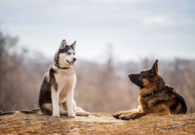 ハスキーとジャーマンシェパードは自然の背景に一緒に座っています犬の友情