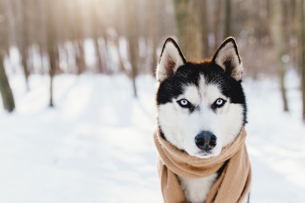 Husky gewikkeld in een sjaal in een besneeuwd bos.