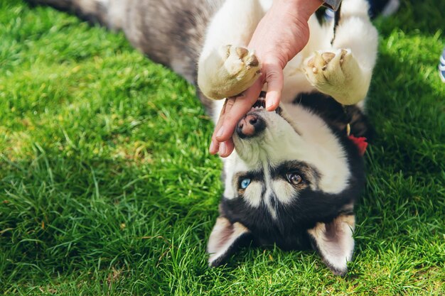 Husky hond bijt een man Selectieve focus