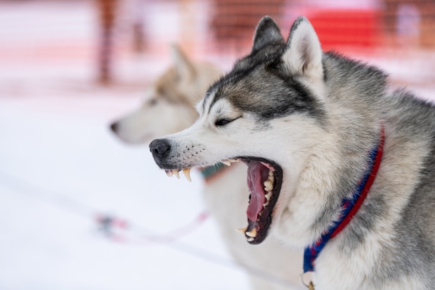 Husky hond gaapt