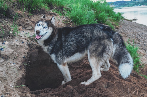 Husky hond graaft een gat in de grond