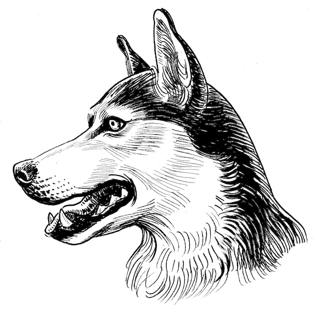 Husky hond hoofd. Inkt zwart-wit tekening