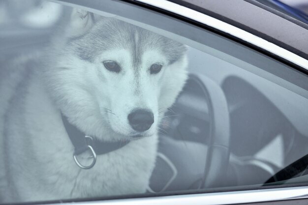 Husky hond in auto