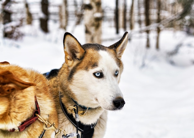 Husky hond in slee in Rovaniemi, Lapland, Finland