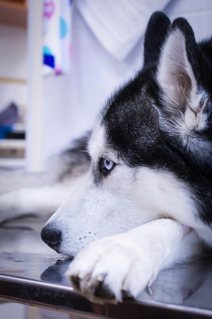 Husky hond in veterinaire kliniek. Trieste hond ligt op de operatietafel.