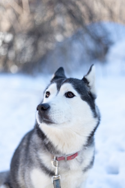 Husky hond liggend in de sneeuw