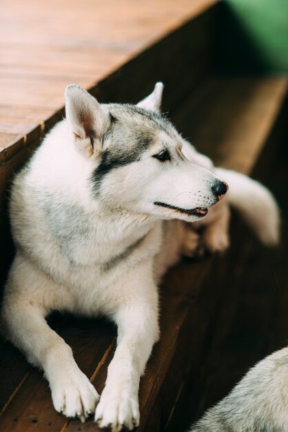 Husky hond ligt op de podia