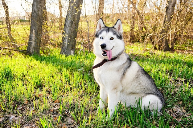 Husky hond met verschillende blauwe en bruine ogen zit in het park op groen gras in de ochtend met felle zon.