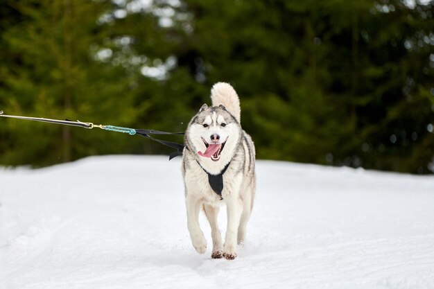 Husky hond op sledehonden racen Winterhondensport slee teamcompetitie.