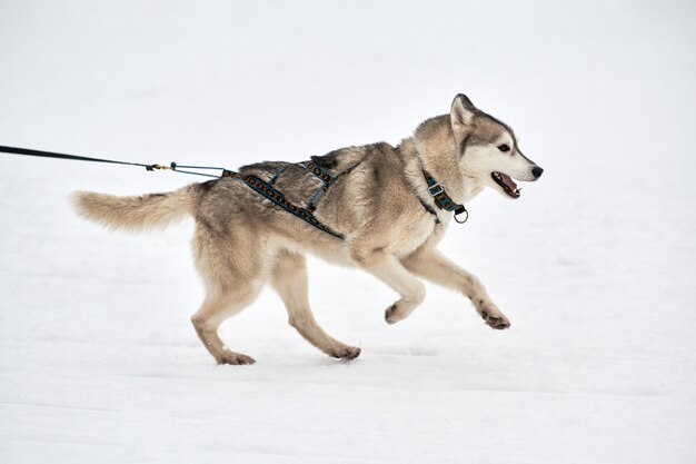 Husky hond op sledehonden racen