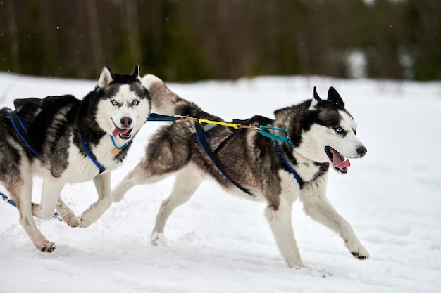 Husky hond op sledehonden racen