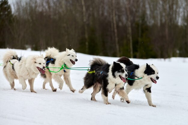 Husky hond op sledehonden racen