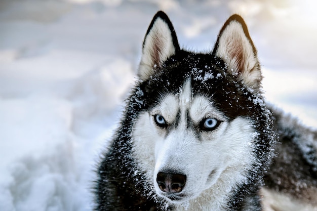 Husky hond op sneeuw. Sneeuw winter achtergrond.