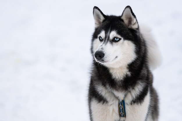 Husky hond portret, winter besneeuwde achtergrond