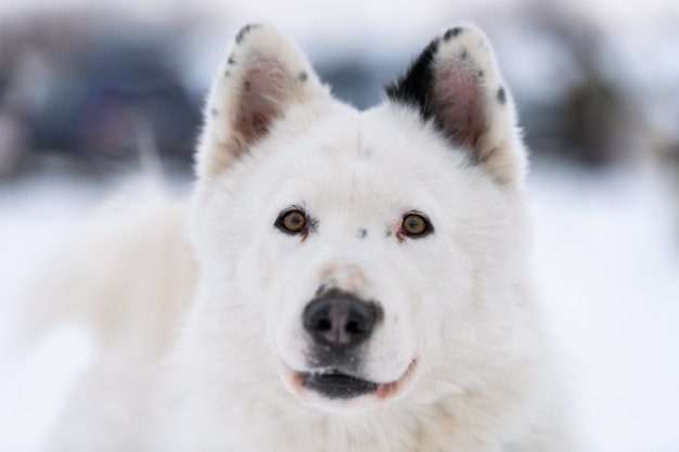Husky hond portret, winter besneeuwde achtergrond