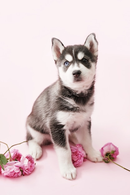 Husky hond puppy en roze thee rozen. Kopieer ruimte. Wenskaart