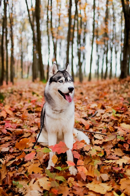 husky hond Siberische husky in het bos