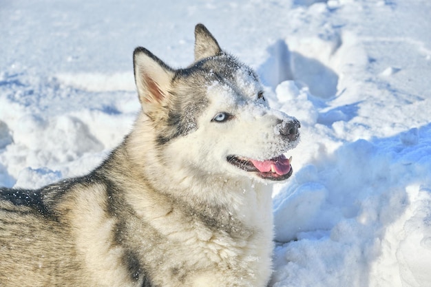 Husky hond speelt in de sneeuw op een zonnige winterdag.