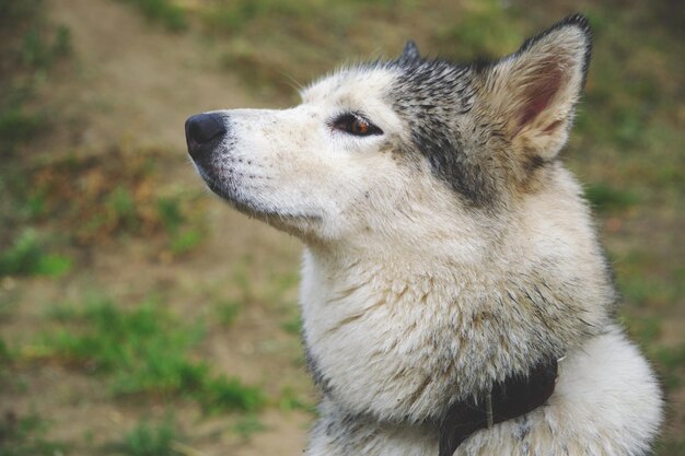 Husky hond spitste zijn oren en snoof lucht.