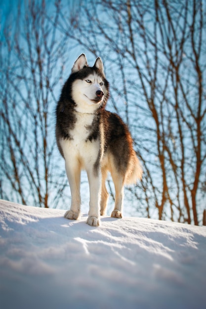 Husky hond staande op de sneeuw in de ochtend winter forest Front viewnportrait