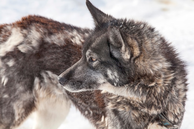 Husky hond tijdens rui