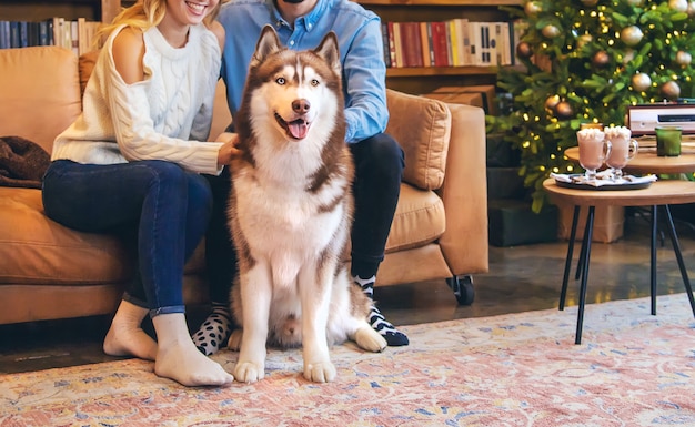 Husky hond volwassen thuis met eigenaren. Selectieve aandacht. Dieren.