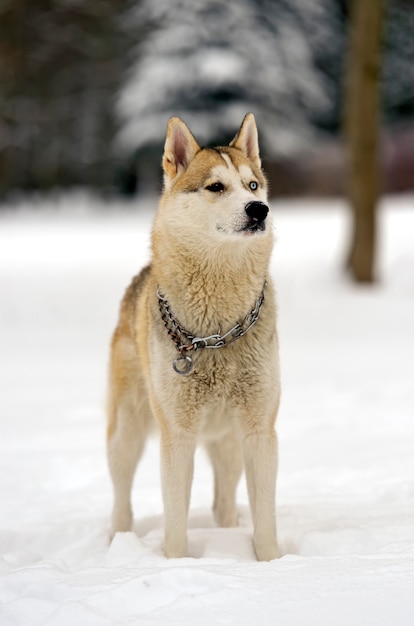 Husky hond voor een wandeling in het park