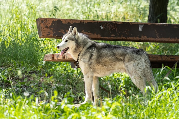 Husky hond Vriendelijk ras Een vriend van de mens Hond aan het wandelen