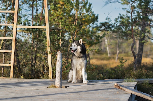 Husky hond zit in de natuur op een zomerdag