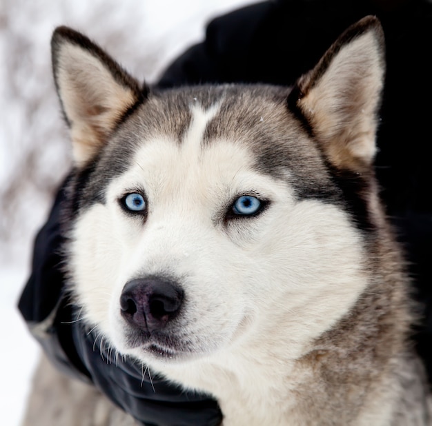 Foto husky hond