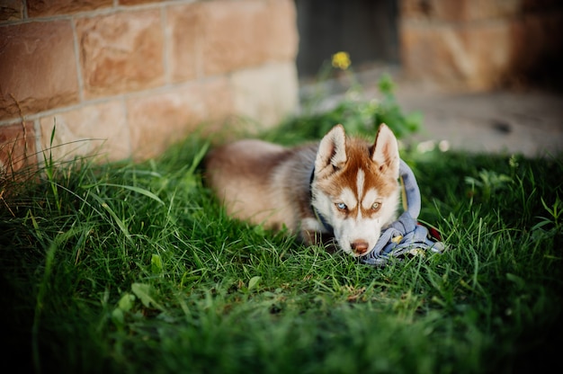 husky hond