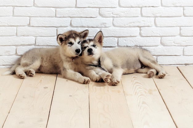 Husky honden op hout met bakstenen