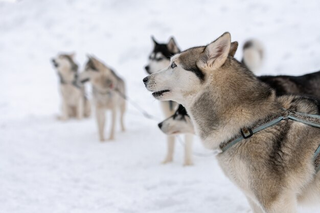 Husky honden wachten op sledehondenrace