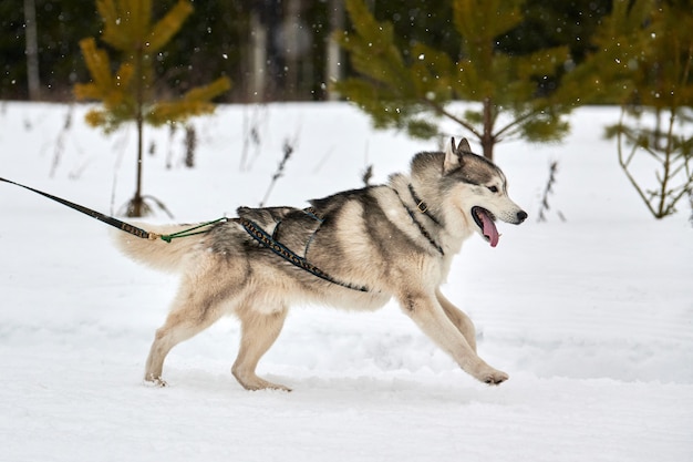 Husky hondenraces uitvoeren