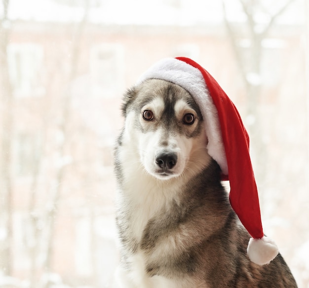 Husky in kerstmuts. Portret van leuke Siberische schor hond die de rode hoed van Kerstmissanta claus draagt. Xmas Husky hond. Briefkaart en kalender sjabloon. Close-upportret van leuke, grappige en gelukkige hond.