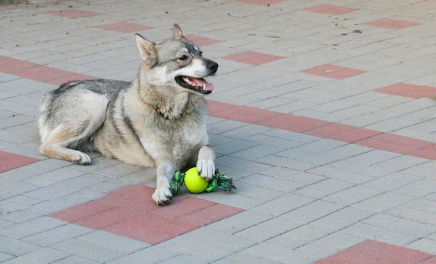 Husky lies on the asphalt with a toy