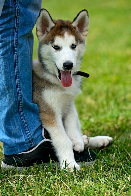 Husky op een hondenshow in het voorjaar