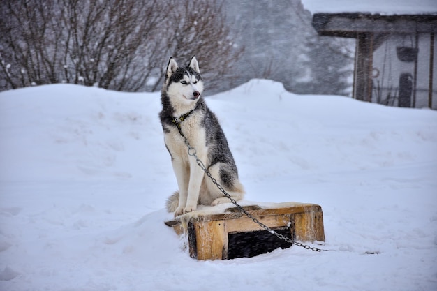 冬のハスキーの肖像画のクローズアップ犬
