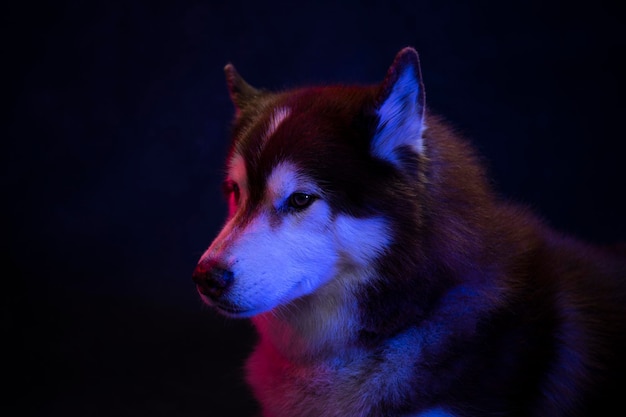 Husky portrait of a wolf head on a black background