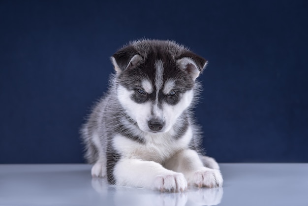 Husky pup in studio hond. Schattige husky puppy op een blauwe achtergrond.