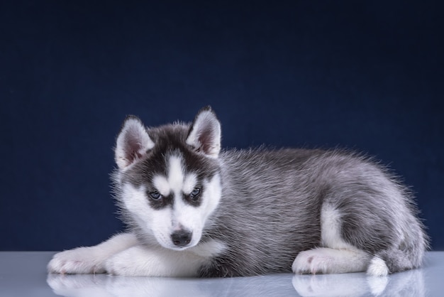 Husky pup in studio hond. Schattige husky puppy op een blauwe achtergrond.