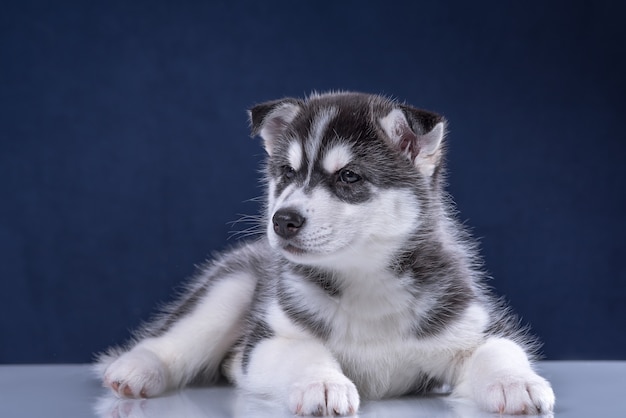 Husky pup in studio hond. schattige husky puppy op een blauwe achtergrond.