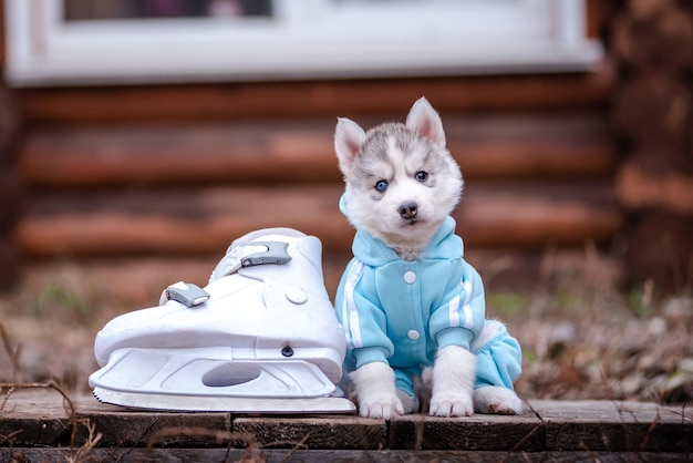 青い服を着たハスキーな子犬。スケート。