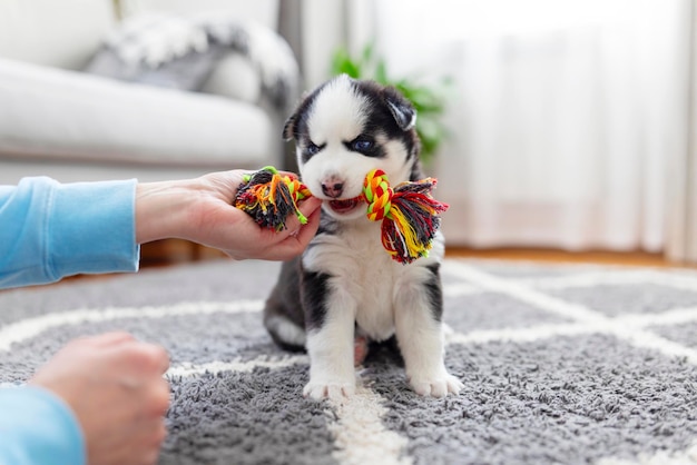 Husky puppy chewing everything clearance