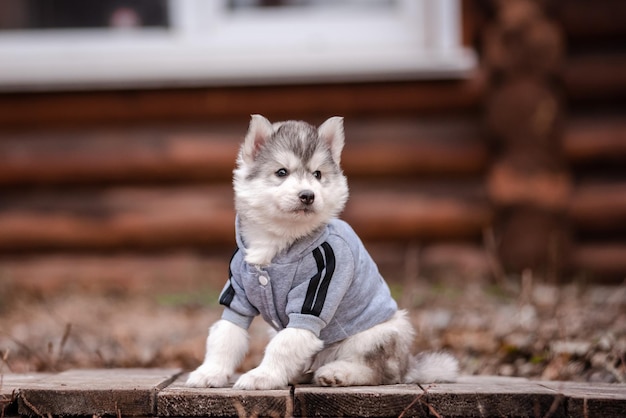 Husky puppy in clothes near a wooden house