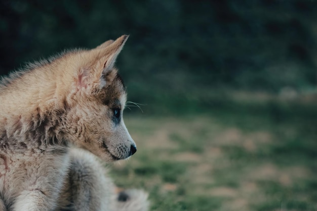 ハスキーの子犬犬